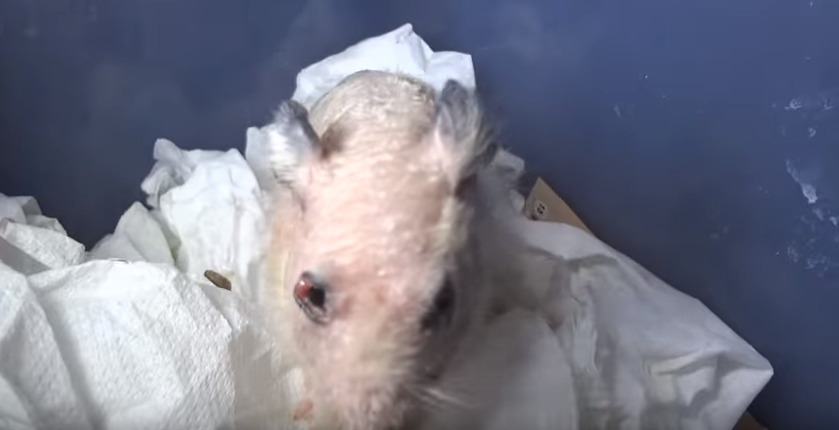 햄스터를 학대하는 인기 동물유튜버 (혐오주의) | 인스티즈