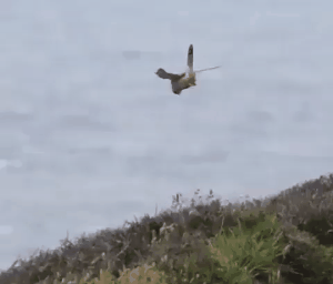 정지비행하는 새.gif | 인스티즈