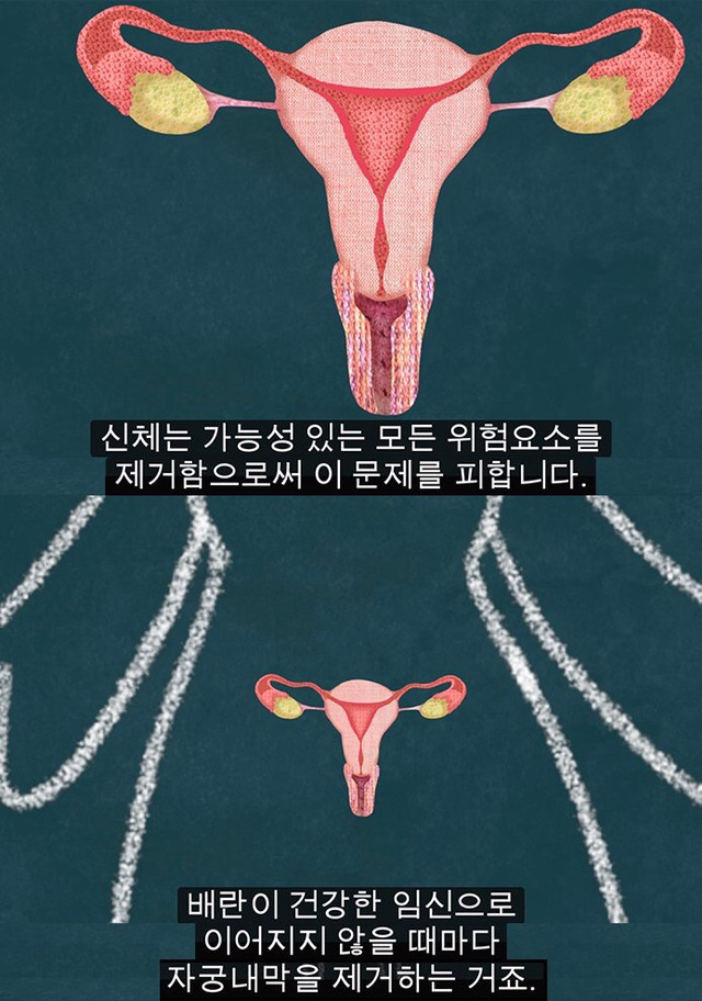 생리는 결코 오지 않는 정자를 기다리다 아기집을 허무는 과정이 아니다 | 인스티즈