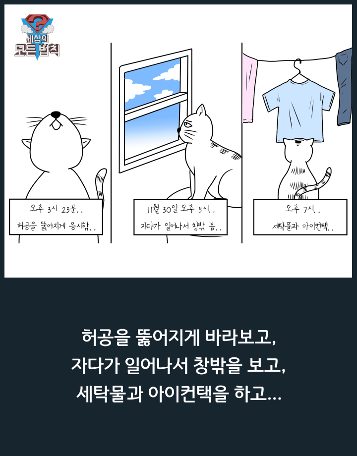 고양이는 하루종일 무슨 생각을 할까? | 인스티즈