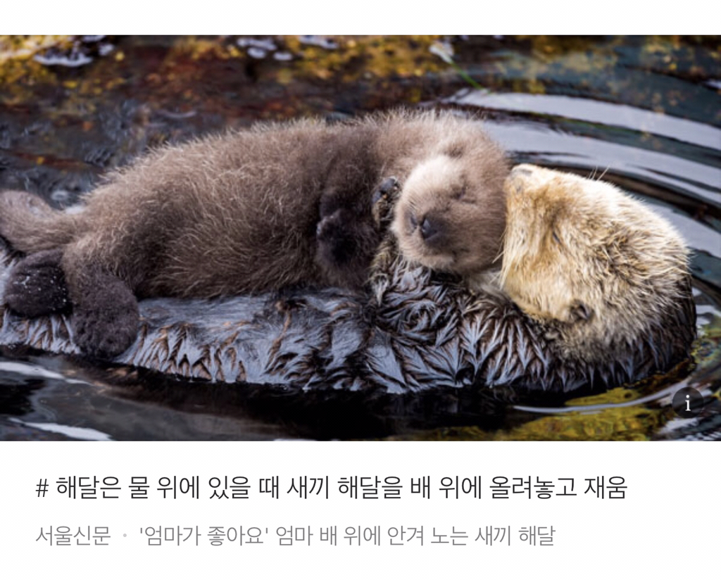너무 귀여워서 끝까지 못 읽는 동물들 tmi | 인스티즈