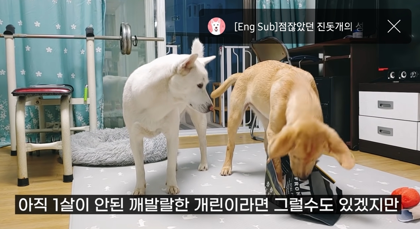 같이 살아본 사람들은 실내견으로 완벽하다고 평가하는 견종 진돗개 | 인스티즈