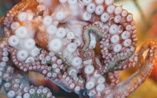 죽기 전에 꼭 먹어봐야 할 괴상한 음식 Top20 | 인스티즈