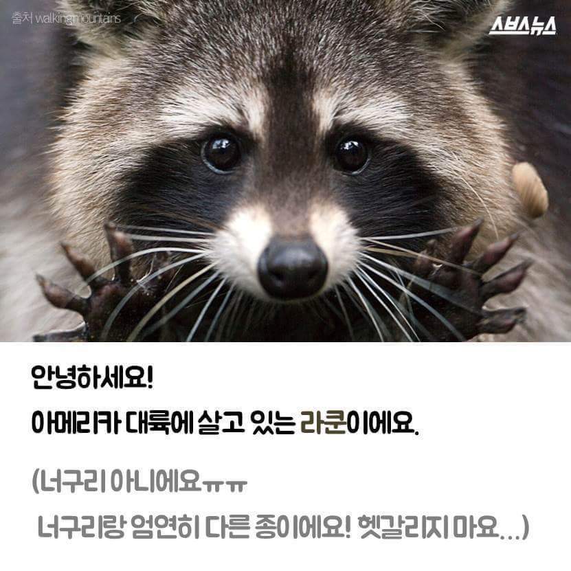 라쿤이 먹이를 물에 씻는 진짜 이유 | 인스티즈