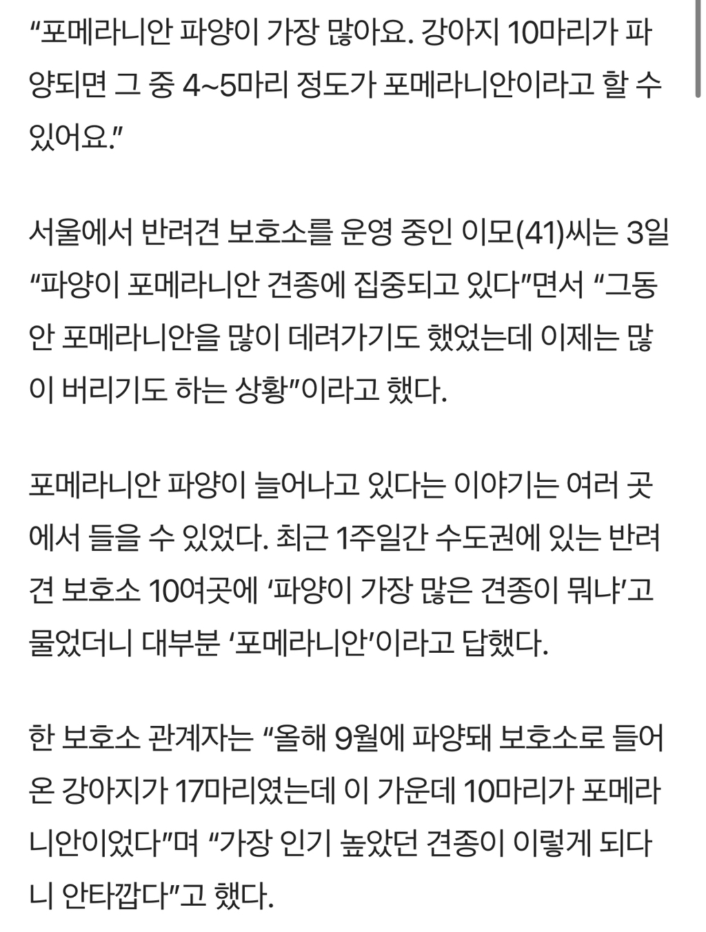 입양 인기 견종 '포메라니안' 이제는 파양 많다는데 | 인스티즈