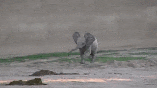 사실 아기 코끼리는 호다닥 달린다.gif | 인스티즈