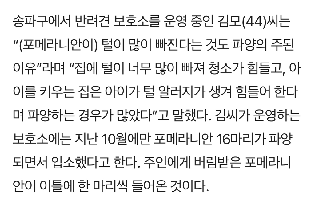 입양 인기 견종 '포메라니안' 이제는 파양 많다는데 | 인스티즈
