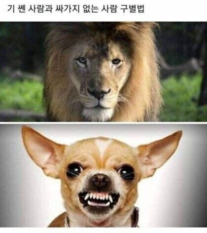 기쎈사람 는사람 구별법 | 인스티즈