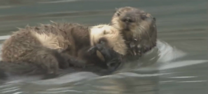 우리가 몰랐던 동물들의 기묘한 성욕 (다소 놀라움 주의) | 인스티즈