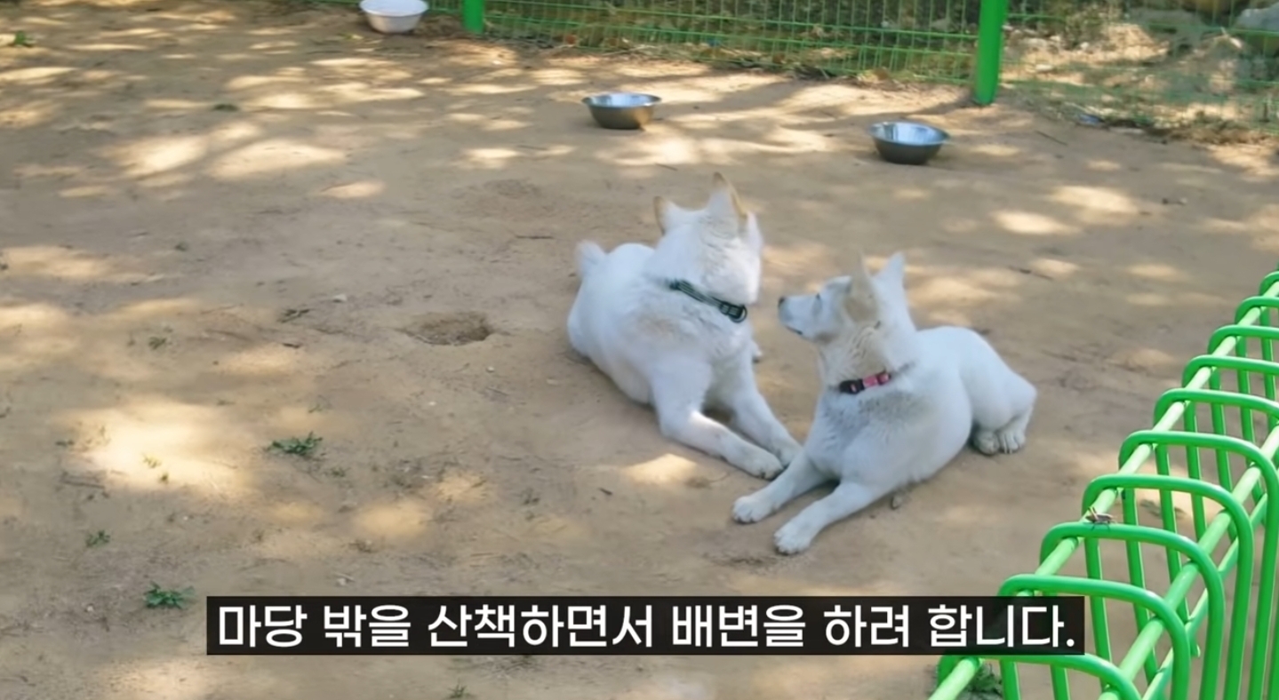 같이 살아본 사람들은 실내견으로 완벽하다고 평가하는 견종 진돗개 | 인스티즈