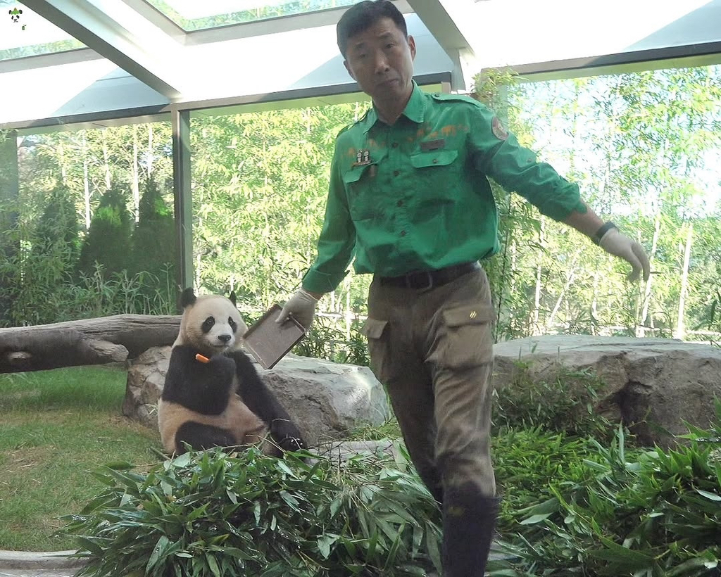 🐼 아이바오 늙었다는 얘기들은 강바오님 반응 | 인스티즈