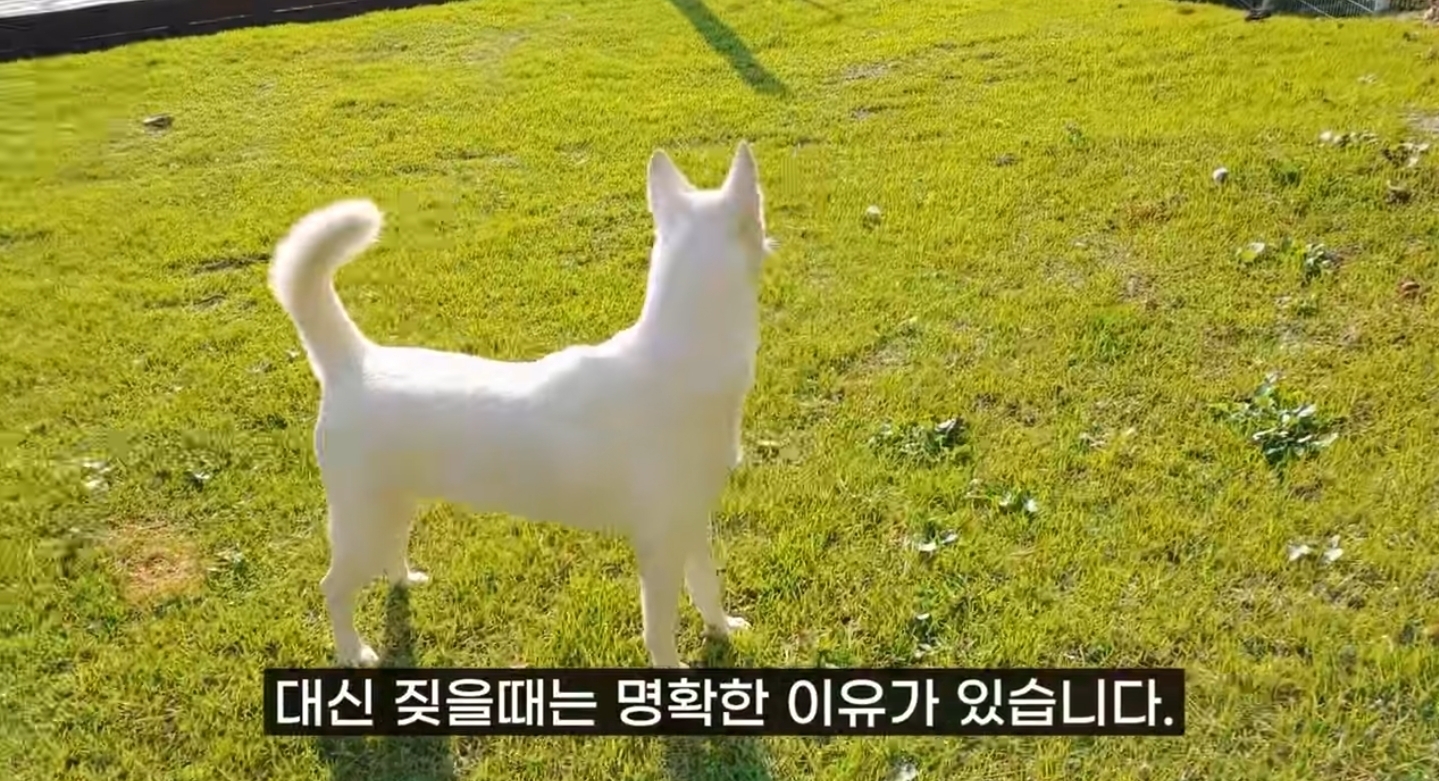 같이 살아본 사람들은 실내견으로 완벽하다고 평가하는 견종 진돗개 | 인스티즈