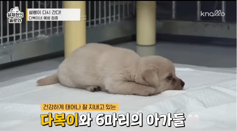 설채현 진돗들 주사놔주다가 우네 | 인스티즈