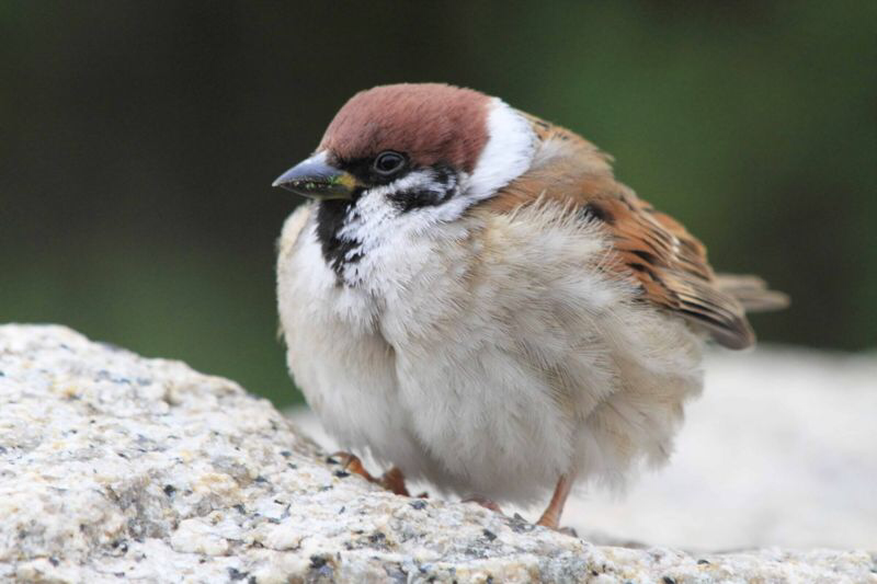 곧 볼 수 있는 털찐 겨울 참새 | 인스티즈