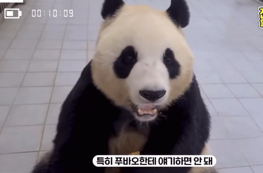 🐼 아이바오 늙었다는 얘기들은 강바오님 반응 | 인스티즈