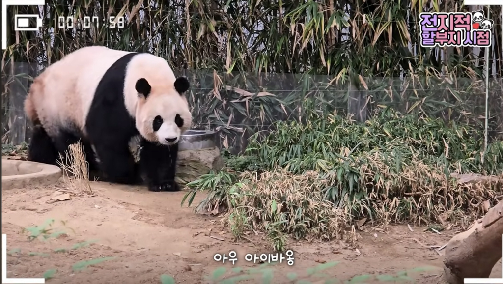 🐼 아이바오 늙었다는 얘기들은 강바오님 반응 | 인스티즈