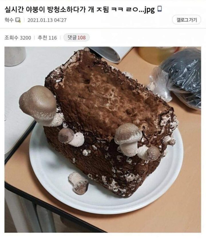 실시간 야붕이 방청소하다가 개 ㅈ됨 ㅋㅋ | 인스티즈