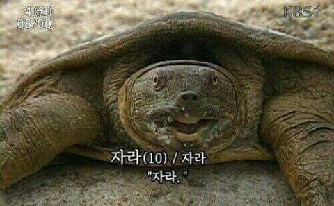 오늘 경복궁 경회루에 나타난 자라🐢 (feat. 길한징조) | 인스티즈