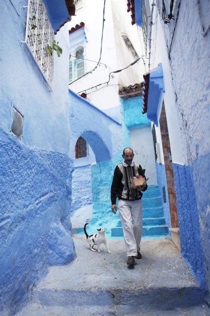 "사람 보고 도망치는 건 한국 길고양이뿐” | 인스티즈