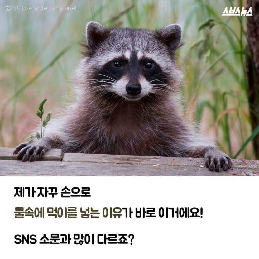 라쿤이 먹이를 물에 씻는 진짜 이유 | 인스티즈