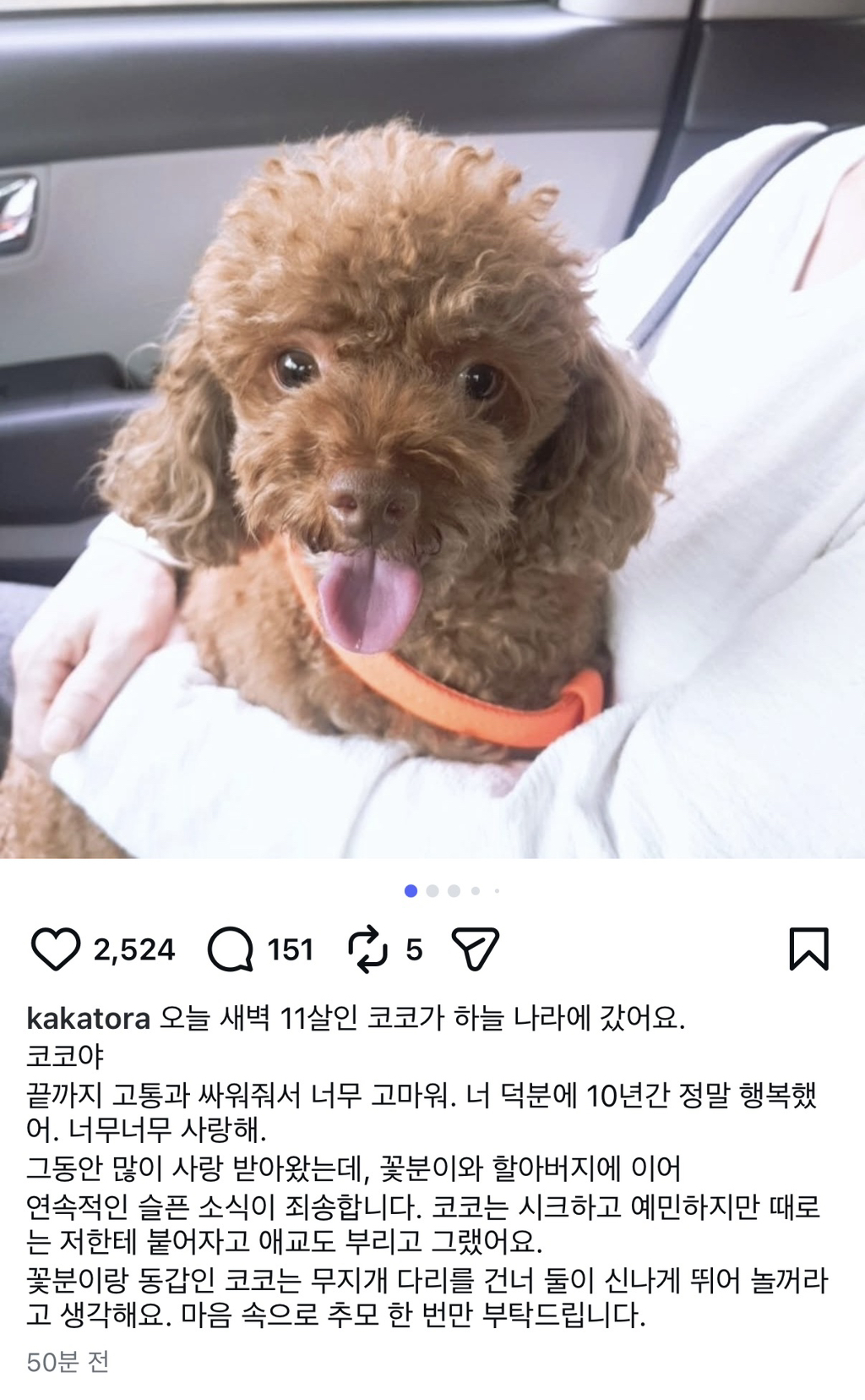 강아지별에서 만날 꽃분이와 코코 | 인스티즈