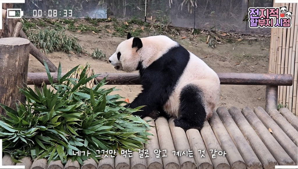 🐼 아이바오 늙었다는 얘기들은 강바오님 반응 | 인스티즈