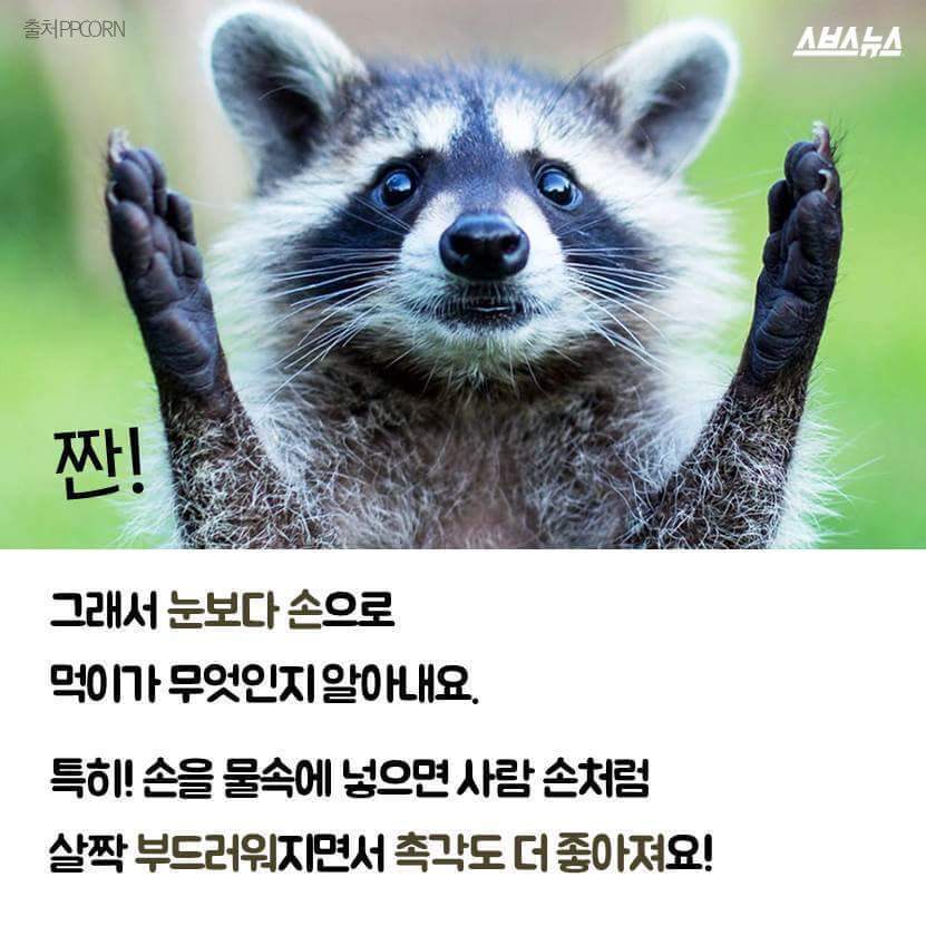 라쿤이 먹이를 물에 씻는 진짜 이유 | 인스티즈