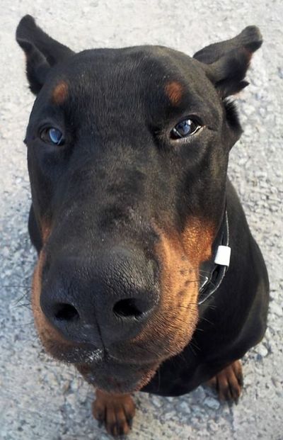 견종 이야기 - 도베르만 핀셔 | 인스티즈