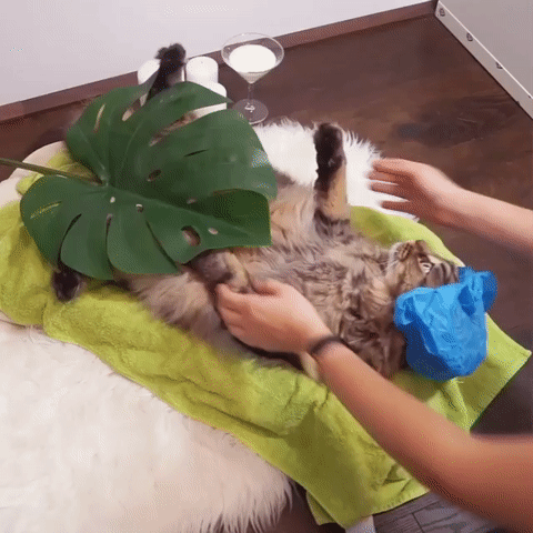 부잣집 고양이의 삶 | 인스티즈