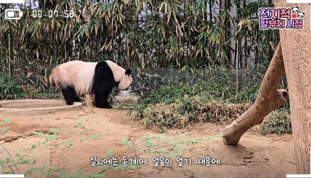 🐼 아이바오 늙었다는 얘기들은 강바오님 반응 | 인스티즈