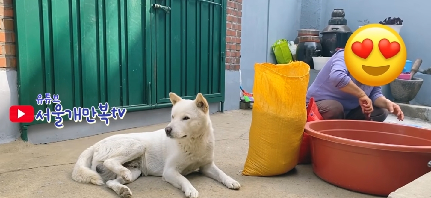 같이 살아본 사람들은 실내견으로 완벽하다고 평가하는 견종 진돗개 | 인스티즈