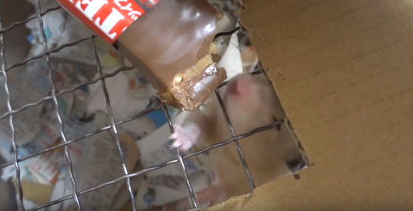 햄스터를 학대하는 인기 동물유튜버 (혐오주의) | 인스티즈