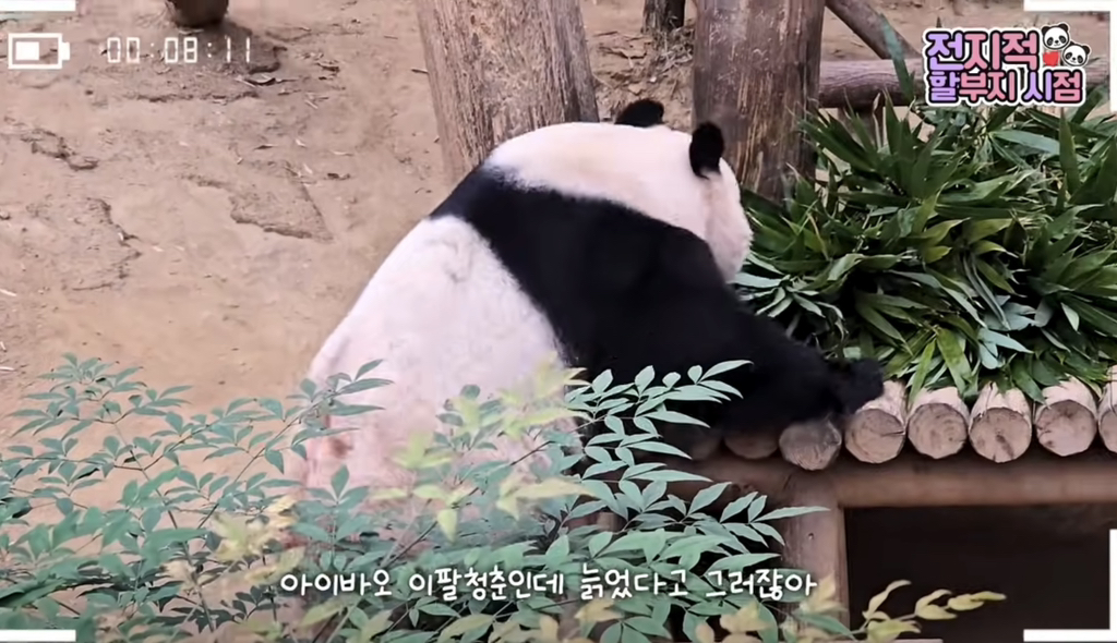 🐼 아이바오 늙었다는 얘기들은 강바오님 반응 | 인스티즈