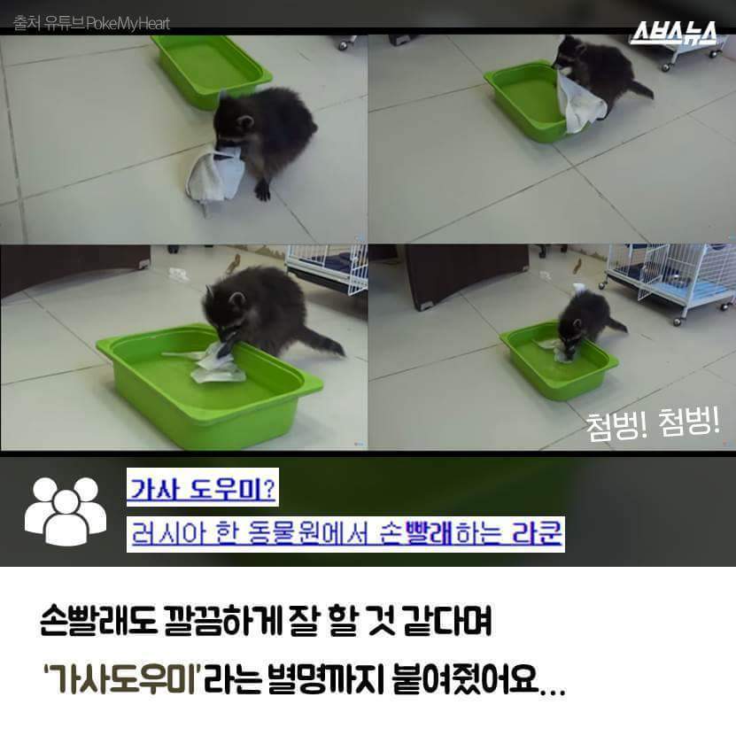 라쿤이 먹이를 물에 씻는 진짜 이유 | 인스티즈