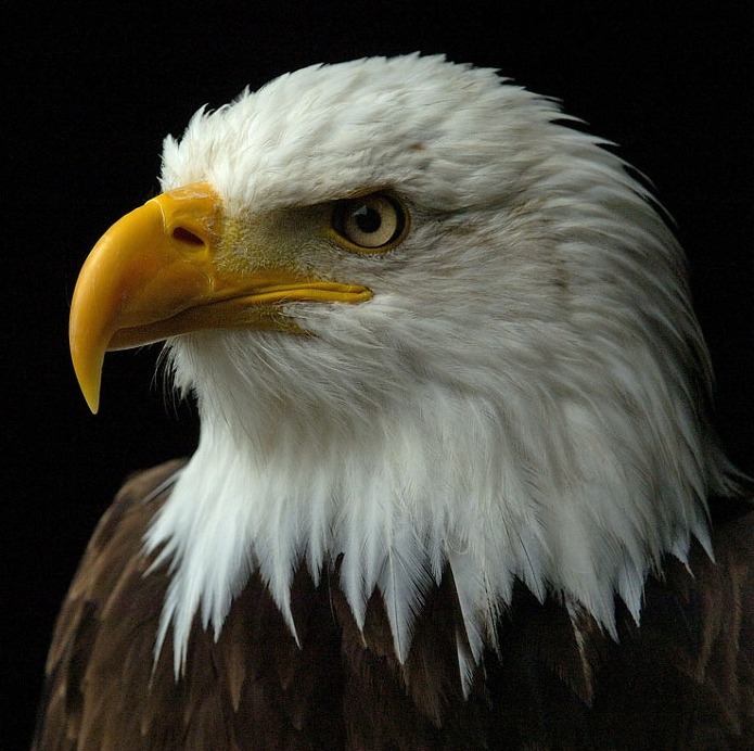 다음 중 가장 강해보이는 동물은? | 인스티즈