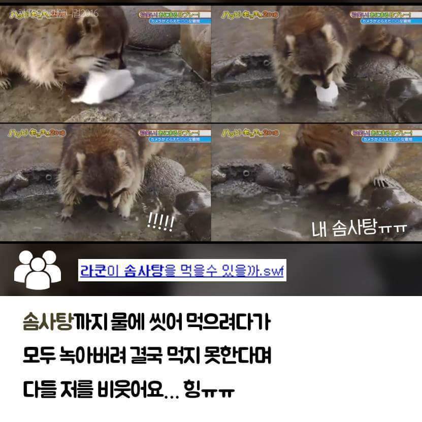 라쿤이 먹이를 물에 씻는 진짜 이유 | 인스티즈