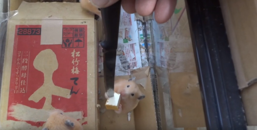 햄스터를 학대하는 인기 동물유튜버 (혐오주의) | 인스티즈