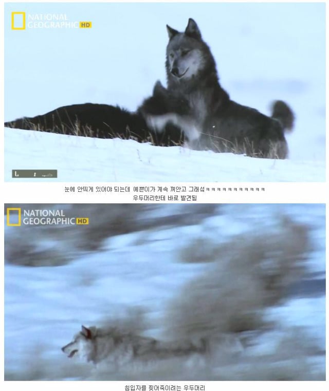 떠돌이 검은 늑대의 사랑.jpg | 인스티즈
