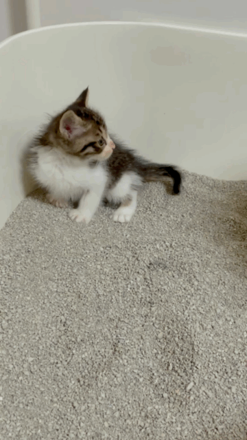 [고양이] 아깽이 모래 덮는 법 가르쳐줬어 | 인스티즈