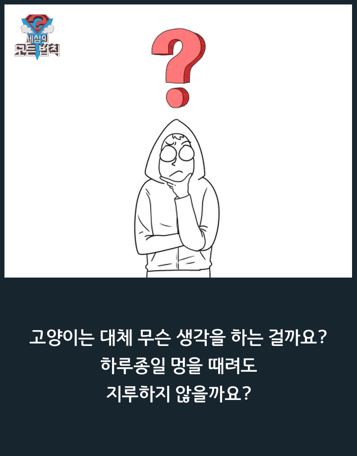 고양이는 하루종일 무슨 생각을 할까? | 인스티즈