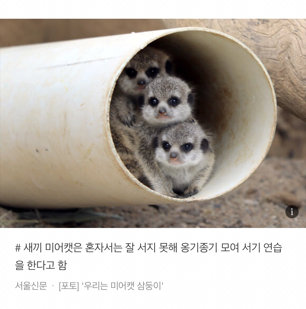 너무 귀여워서 끝까지 못 읽는 동물들 tmi | 인스티즈