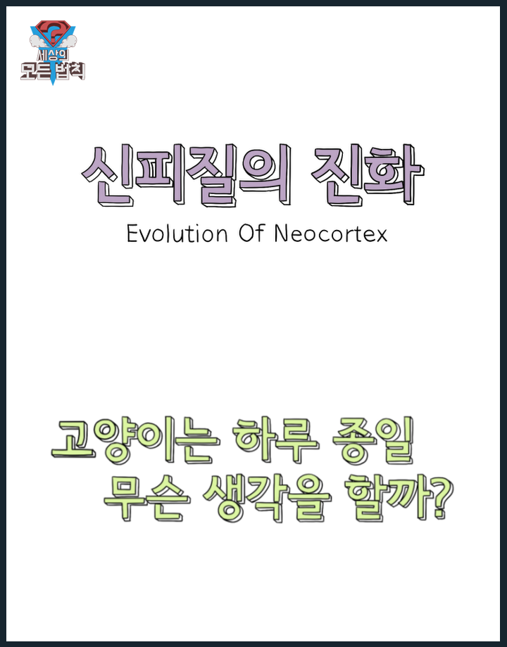 고양이는 하루종일 무슨 생각을 할까? | 인스티즈