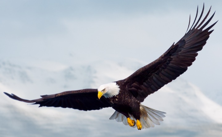 다음 중 가장 강해보이는 동물은? | 인스티즈