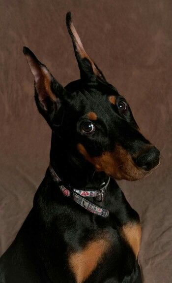 견종 이야기 - 도베르만 핀셔 | 인스티즈