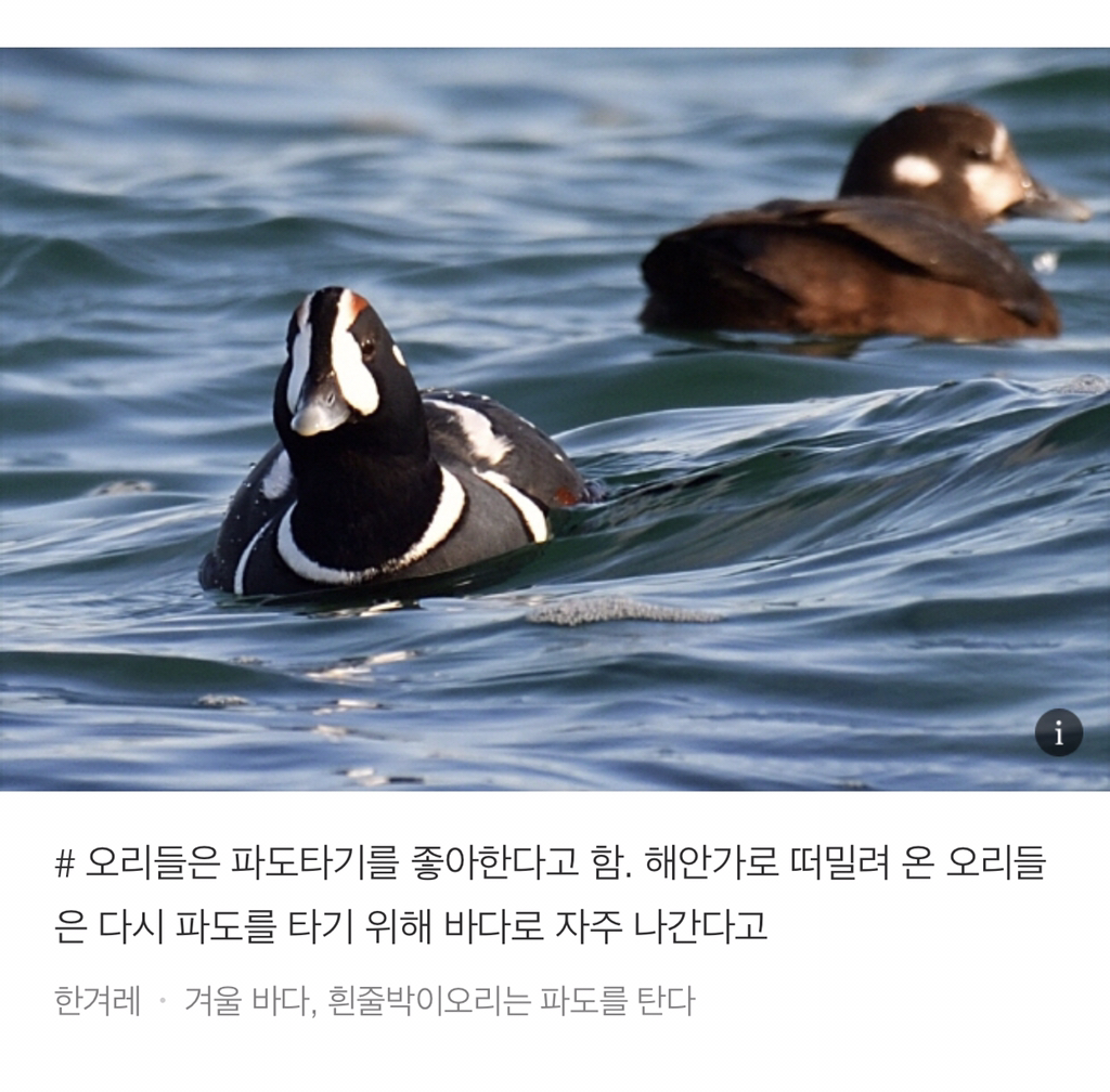 너무 귀여워서 끝까지 못 읽는 동물들 tmi | 인스티즈