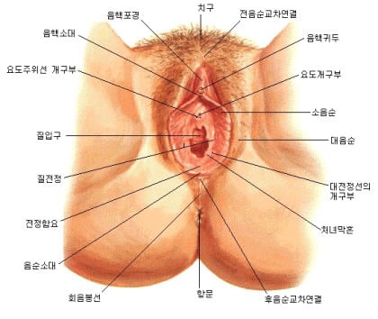 여성의 음부는 어떻게 생겼을까? | 인스티즈