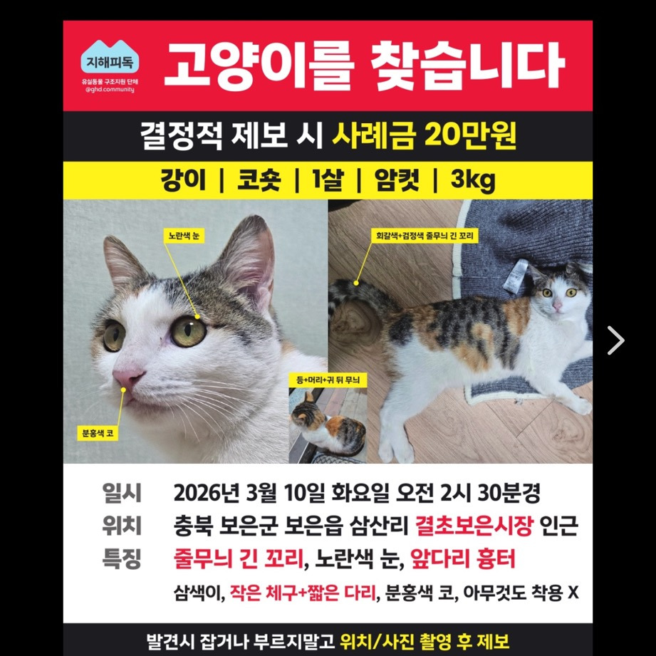 3월 10일 충북 보은읍에서 잃어버린 '강이'를 찾아요 (이물을 삼킨 뒤에 사라져서 더욱 더 빨리 찾아야돼요🚨) | 인스티즈