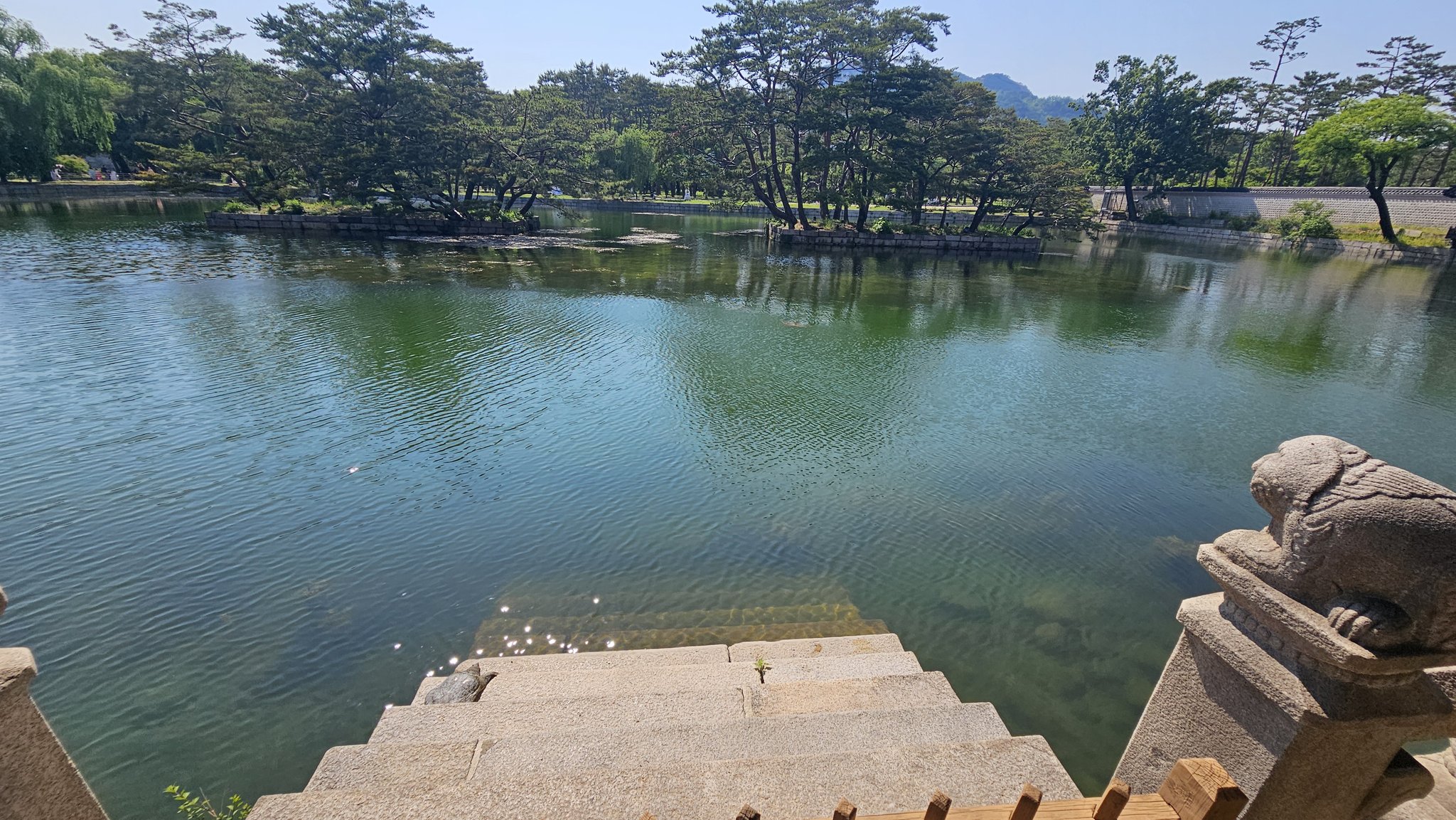 오늘 경복궁 경회루에 나타난 자라🐢 (feat. 길한징조) | 인스티즈