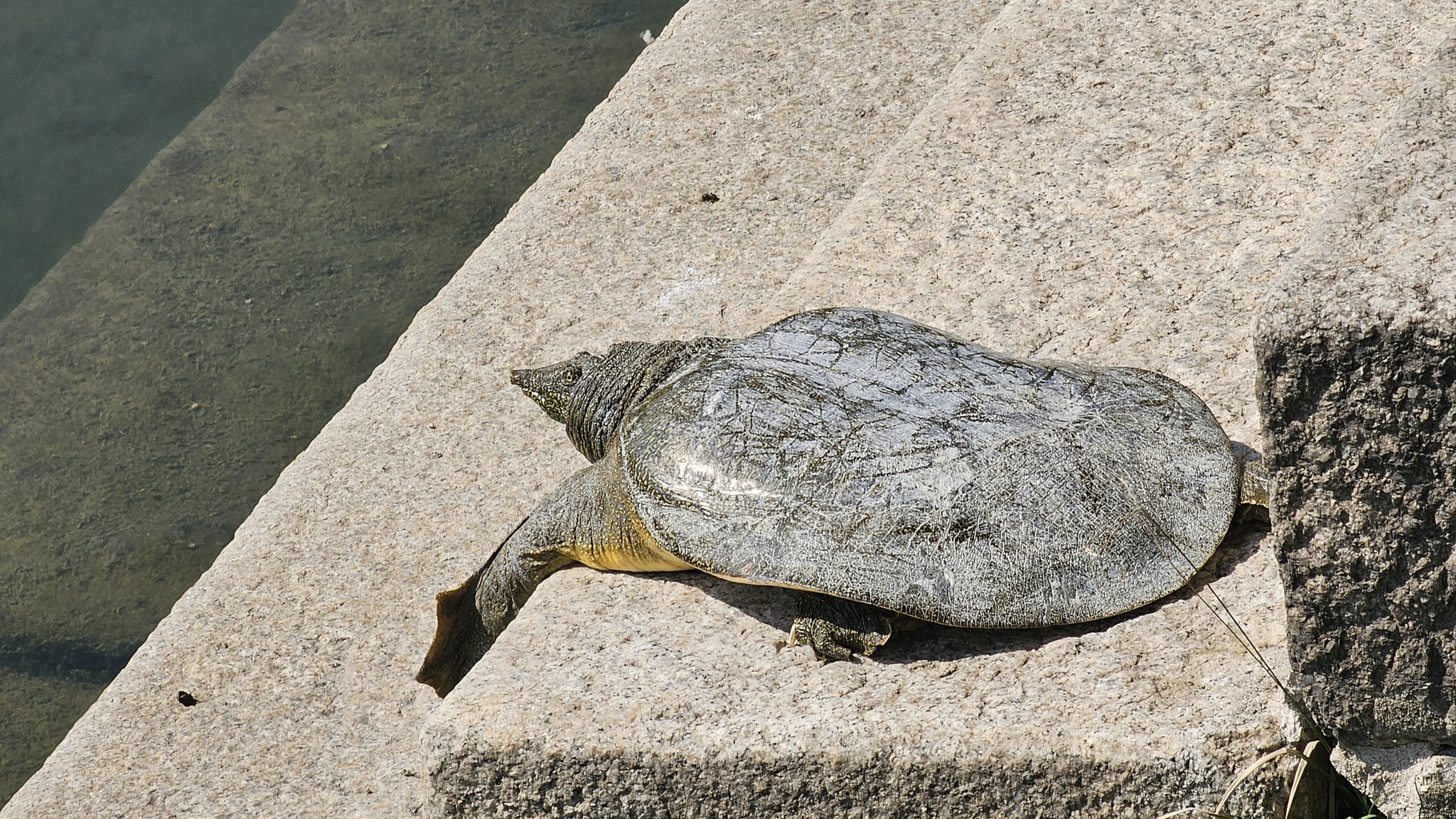 오늘 경복궁 경회루에 나타난 자라🐢 (feat. 길한징조) | 인스티즈