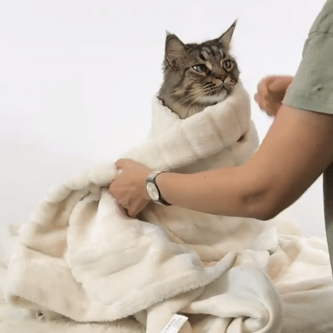 부잣집 고양이의 삶 | 인스티즈